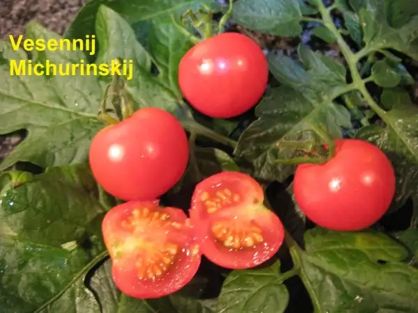 Tomaten: Vesennij Michurinskij