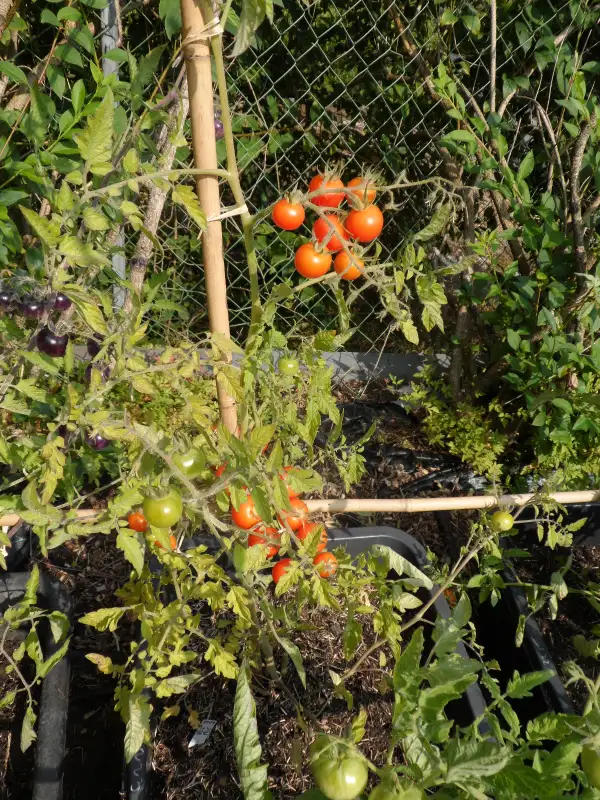 Tomaten: Vesennij Michurinskij  ( Kat# 2223 )
