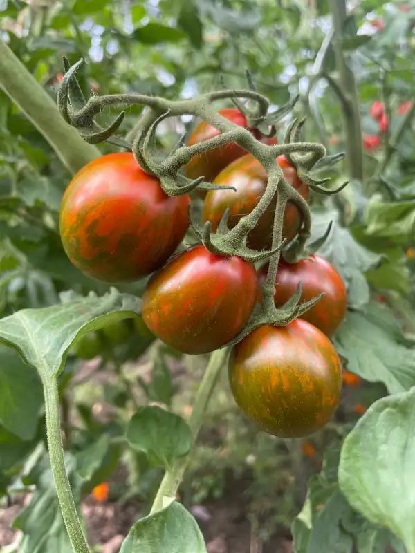 Tomaten: Vesuviano Tricolore