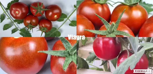 Tomaten: Viagra
