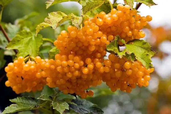 Stauden / Gehölz: Viburnum opulus Xanthocarpum - Gelbfruchtiger Schneeball