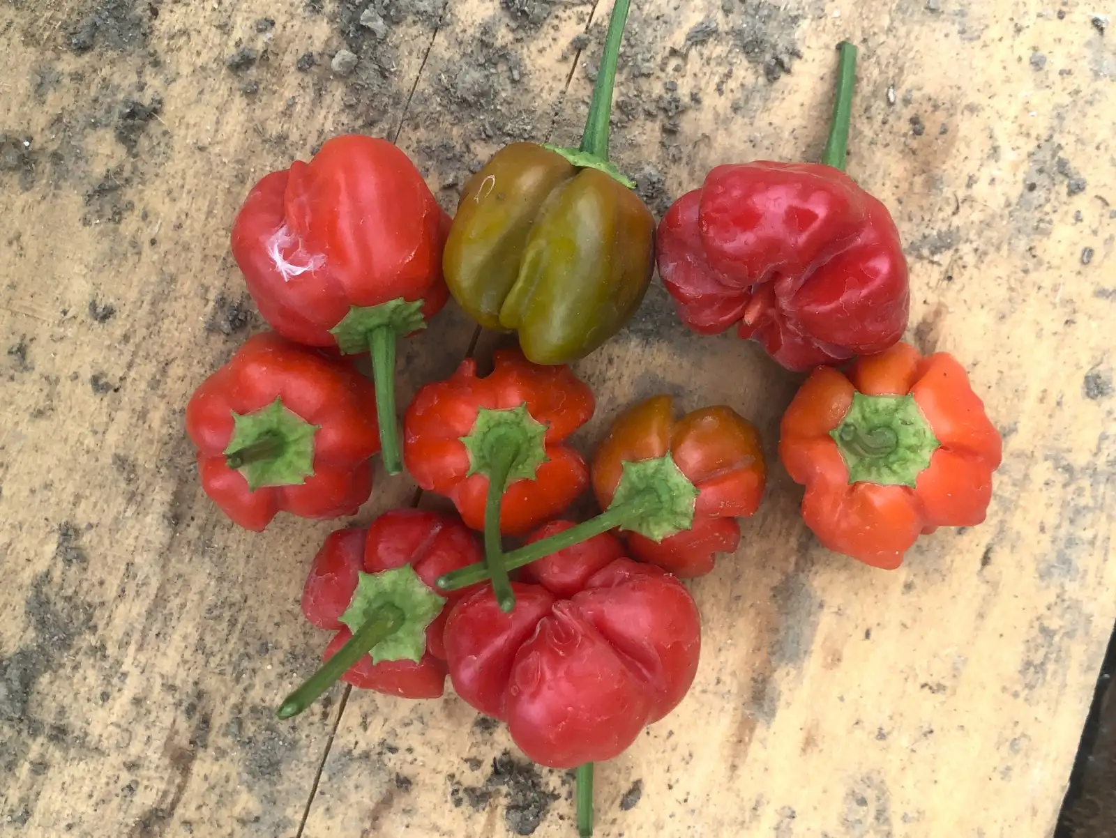 Chili / Paprika: Vicentes Sweet Hananero