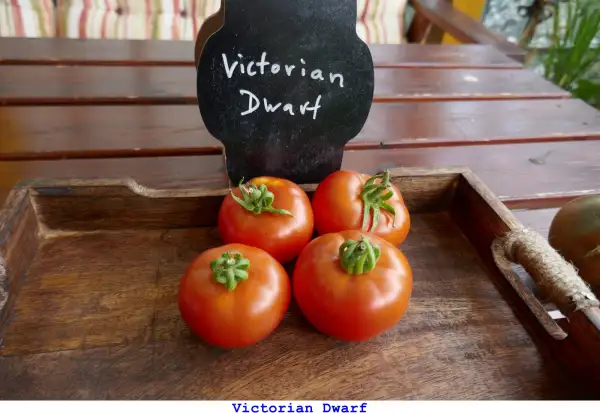 Tomaten: Victorian Dwarf