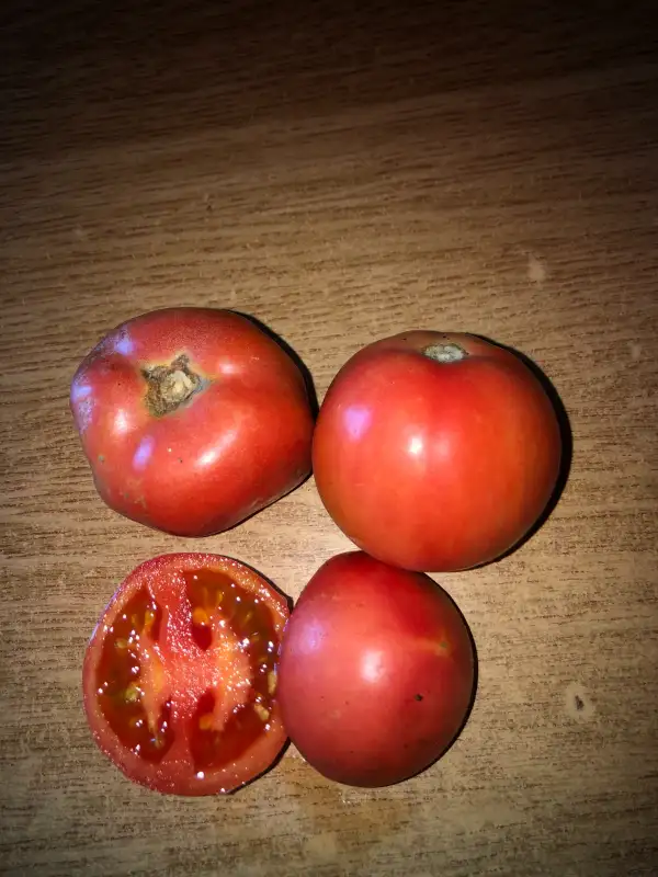 Tomaten: Vidimo Nevidino