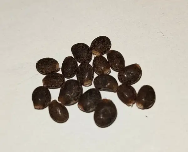 Stauden / Gehölz: Vielblättrige Lupine