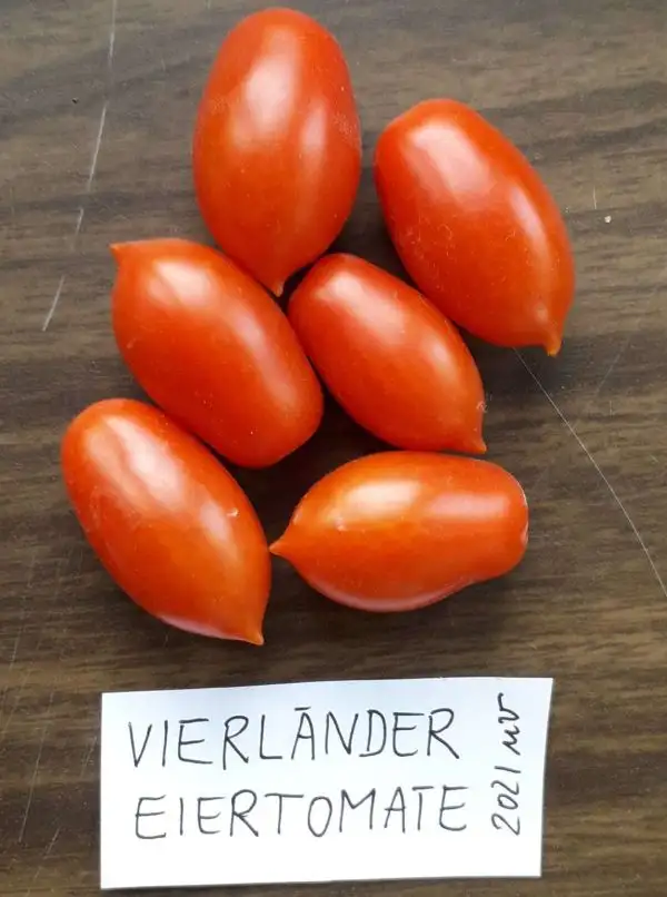 Tomaten: Vierländer Eiertomate
