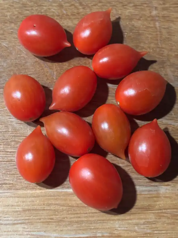 Tomaten: Vierländer Eiertomate