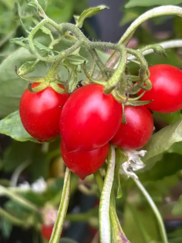 Tomaten: Vierländer Eiertomate