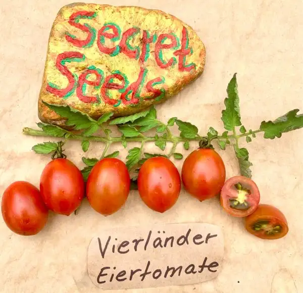 Tomaten: Vierländer Eiertomate