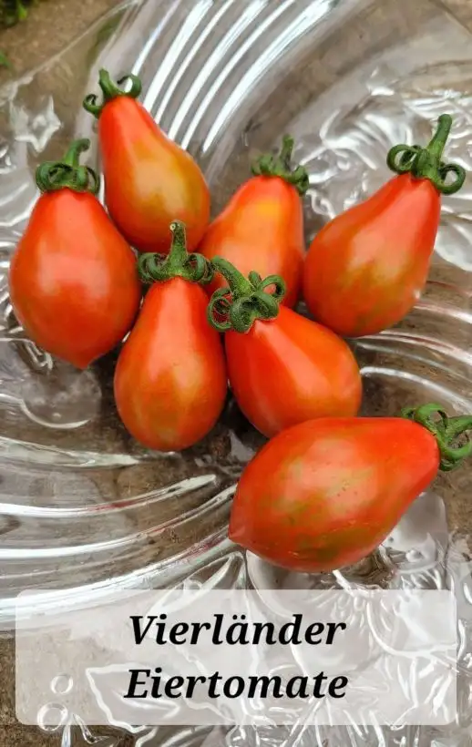 Tomaten: Vierländer Eiertomate