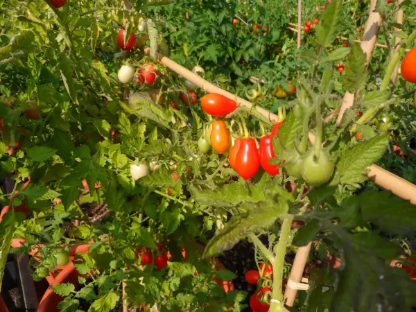 Tomaten: Vierländer Eiertomate ( Kat# 2145 )