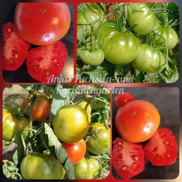 Tomaten: Vierländer Platte