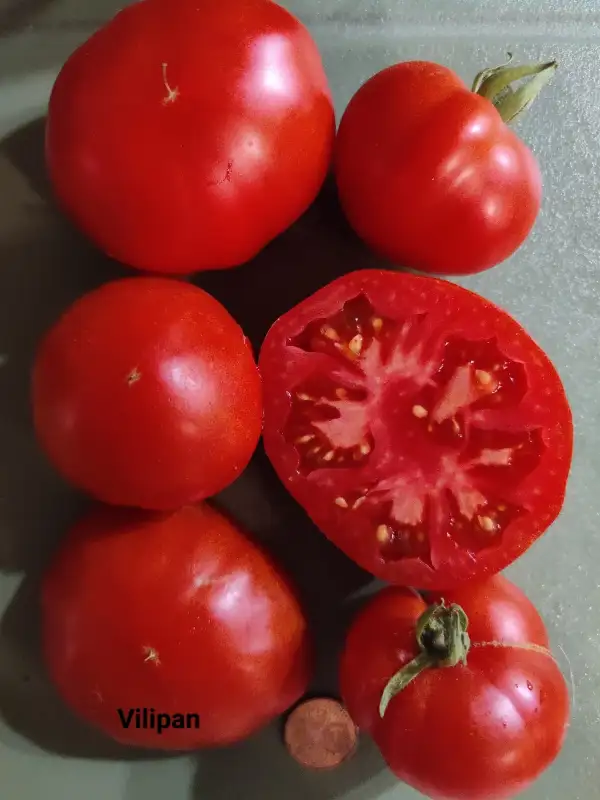 Tomaten: Vilipan