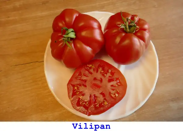 Tomaten: Vilipan