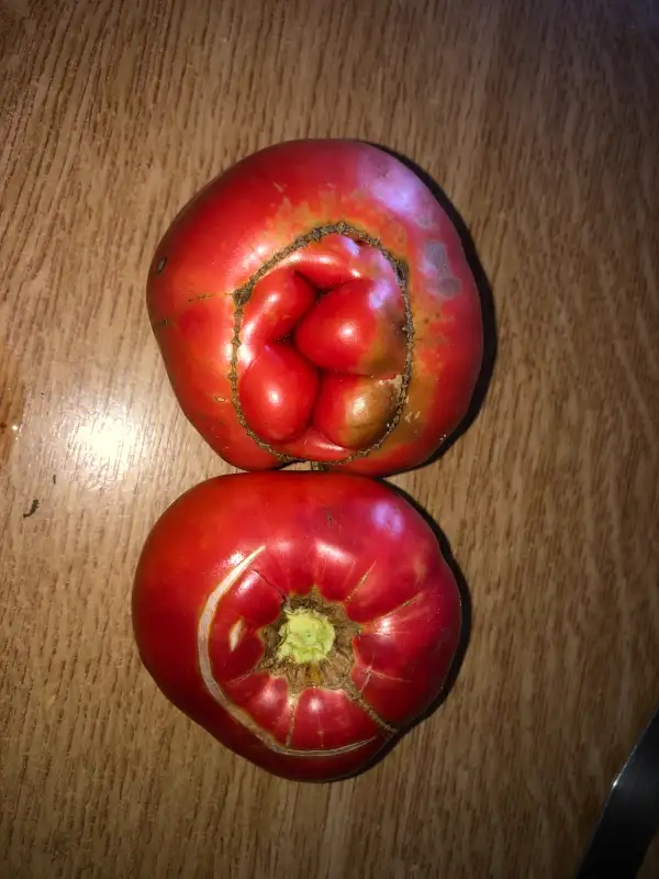 Tomaten: Villalba