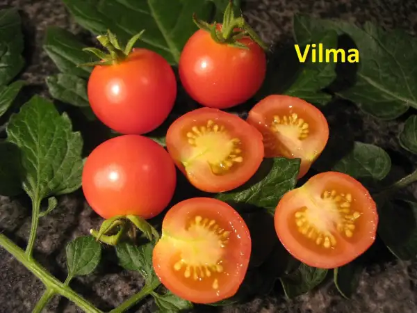 Tomaten: Vilma