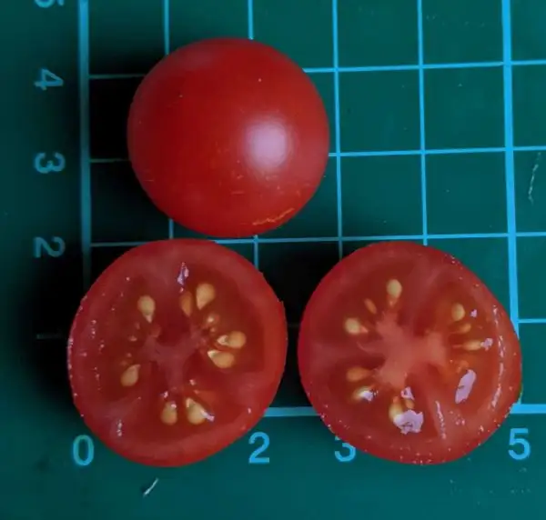 Tomaten: Vilma