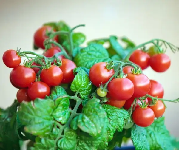Tomaten: Vilma