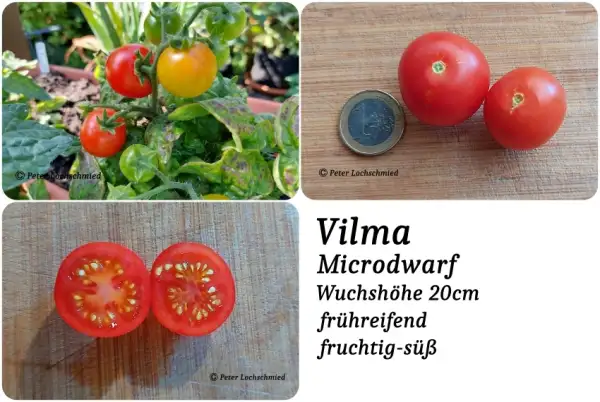 Tomaten: Vilma