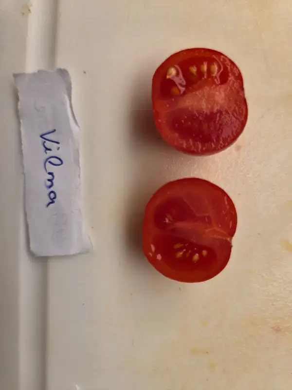 Tomaten: Vilma