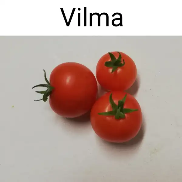 Tomaten: Vilma