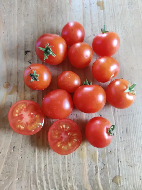 Tomaten: Vilma