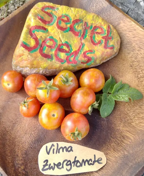 Tomaten: Vilma