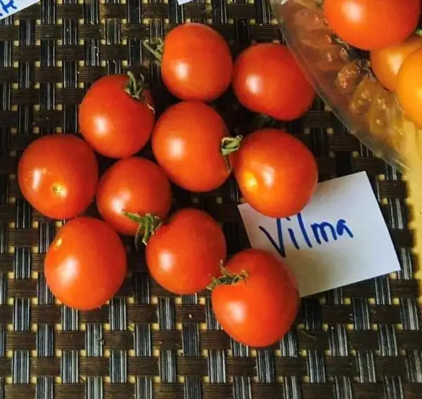 Tomaten: Vilma