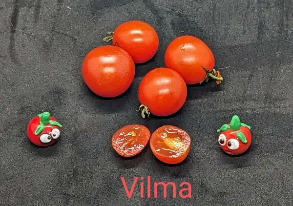 Tomaten: Vilma