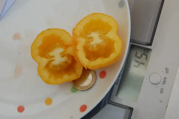 Tomaten: Vincent