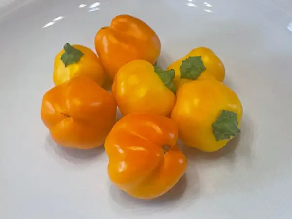 Paprika: Vinnie Pukh