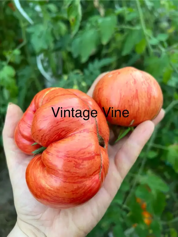 Tomaten: VINTAGE VINE