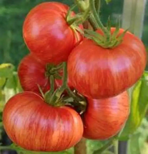 Tomaten: Vintage Wine