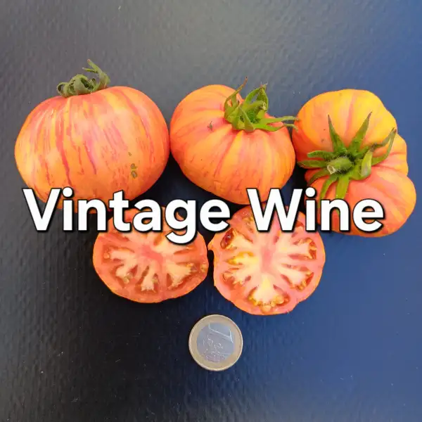 Tomaten: Vintage Wine