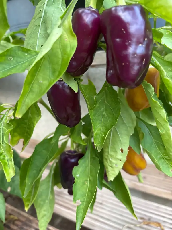 Paprika: Vioglo