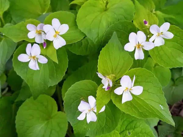 Stauden / Gehölz: Viola canadensis ‣ ‣ ‣ ‣ Kanadisches Veilchen ‣ Canadian Violet