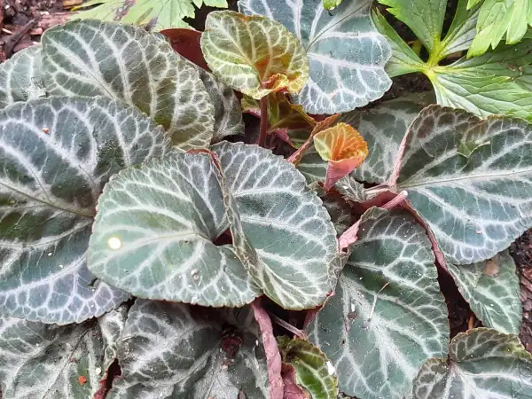 Stauden / Gehölz: Viola grypoceras 