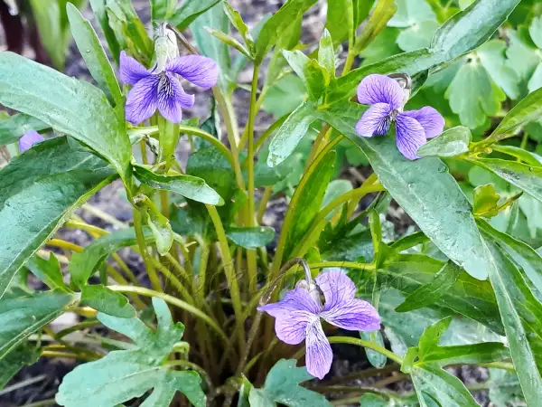Stauden / Gehölz: Viola palmata ‣ ‣ Palmblatt-Veilchen ‣ Palmate-leaved Violet