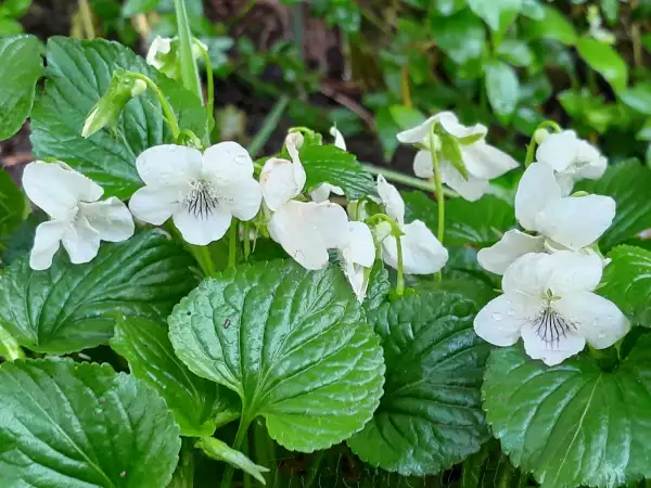 Stauden / Gehölz: Viola striata ‣ Gestreiftes Veilchen ‣ Striped creamy violet