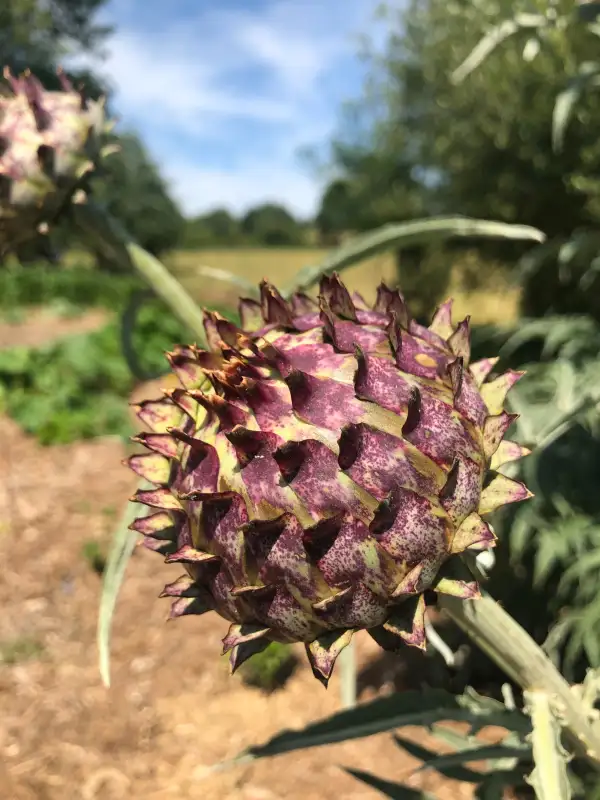 andere Gemüse: Violet de Provence artischocke