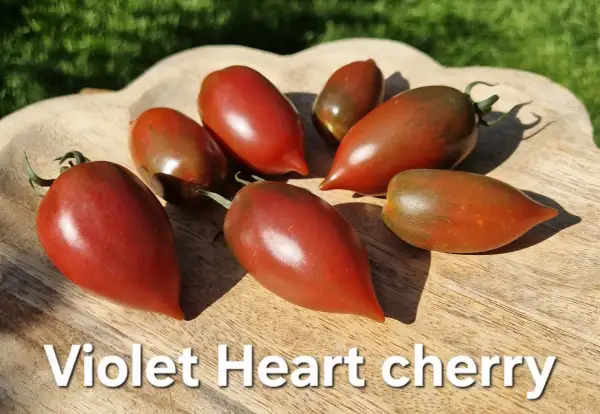 Tomaten: Violet Heart Cherry