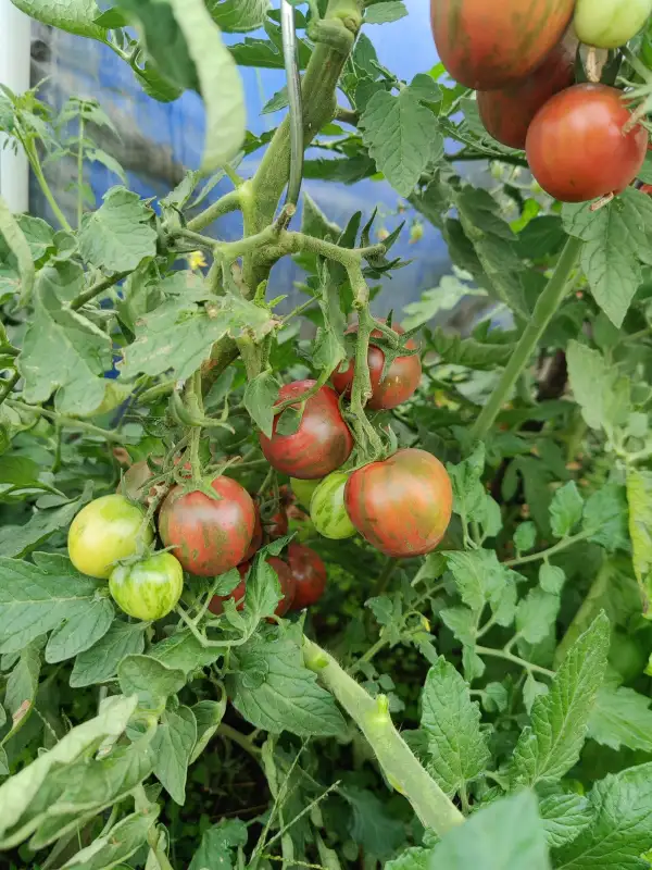 Tomaten: Violet Jasper