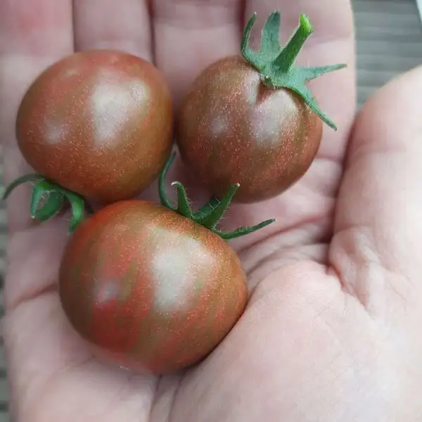 Tomaten: Violet Jasper