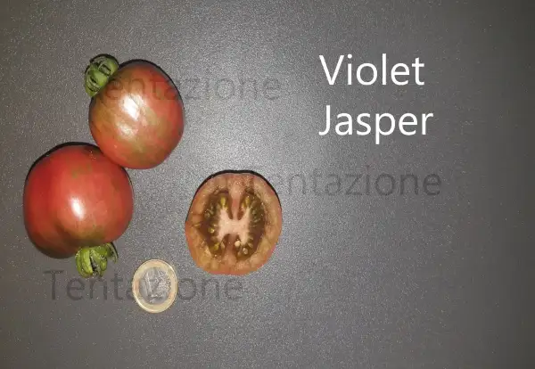 Tomaten: Violet Jasper