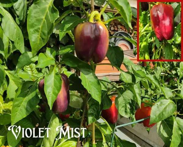 Chili / Paprika: Violet Mist