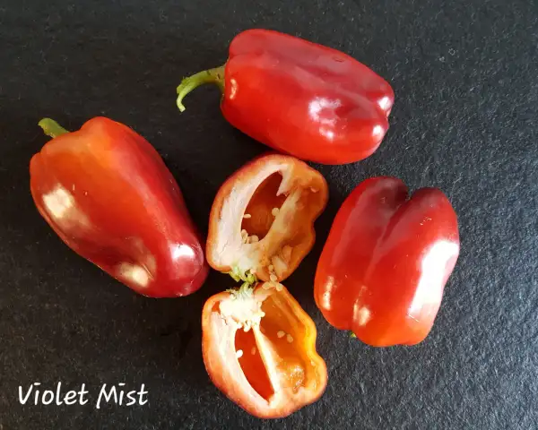 Chili / Paprika: Violet Mist