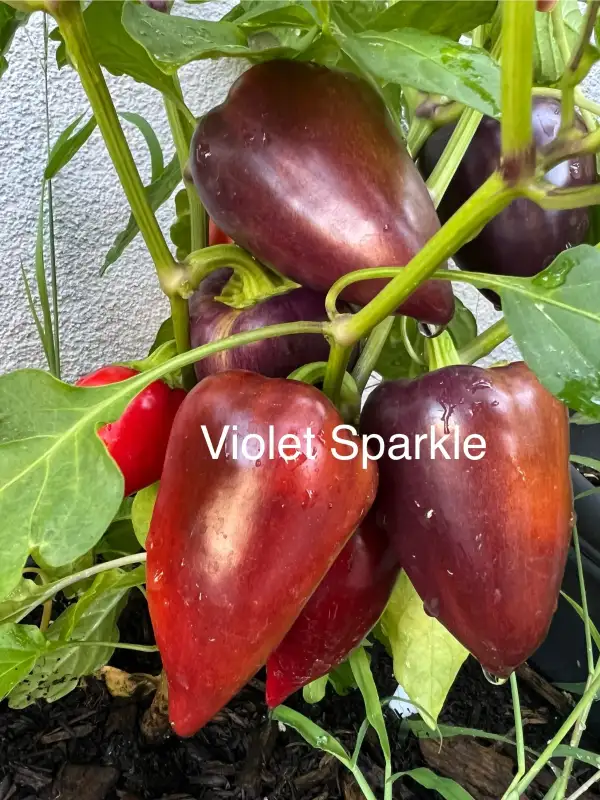 Chili / Paprika: Violet Sparkle