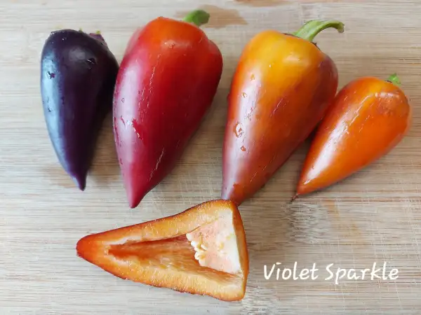 Chili / Paprika: Violet Sparkle