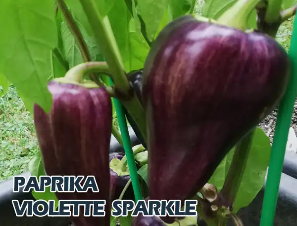 Paprika: violet Sparkle