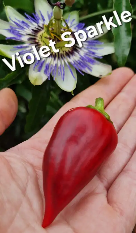 Paprika: violet Sparkle